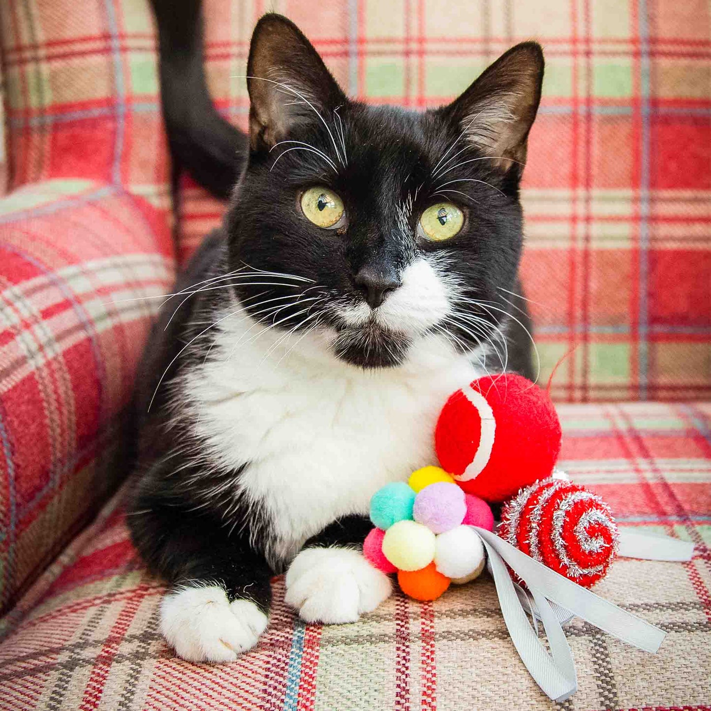 Rosewood Cupid & Comet Festive Ball Gift Box for Cats