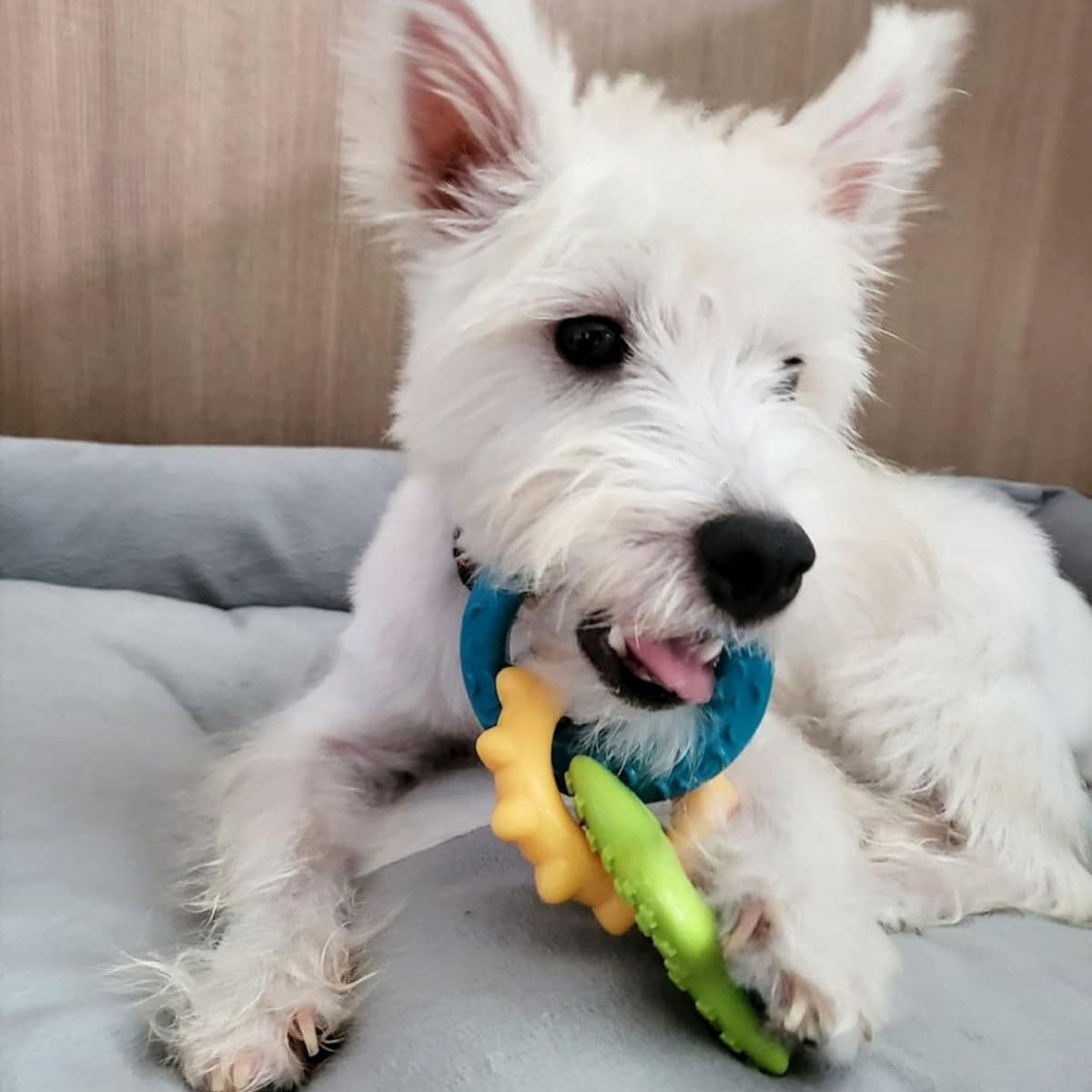 Nylabone Bacon Puppy Rings Chew - Small