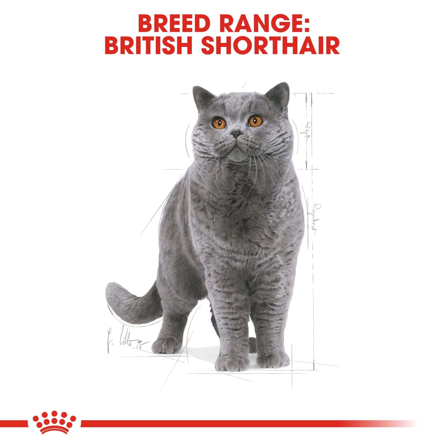 Royal Canin Breed Health Nutrition British Shorthair Dry Adult Cat Food
