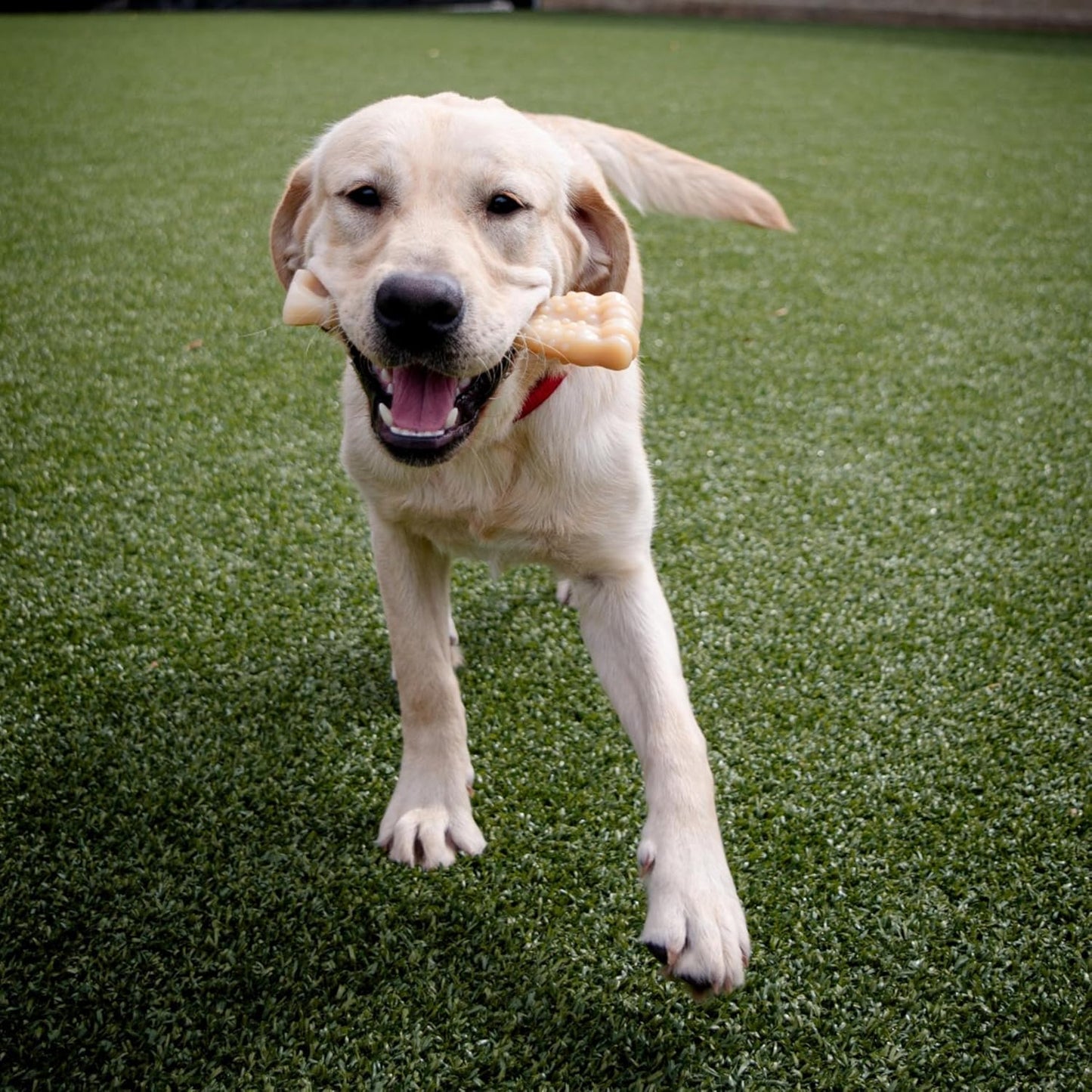 Nylabone Extreme Bone - XLarge - Original