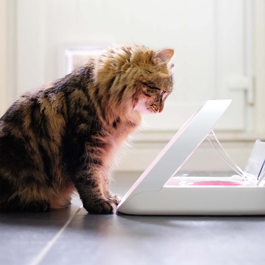 Surefeed Microchip Pet Feeder