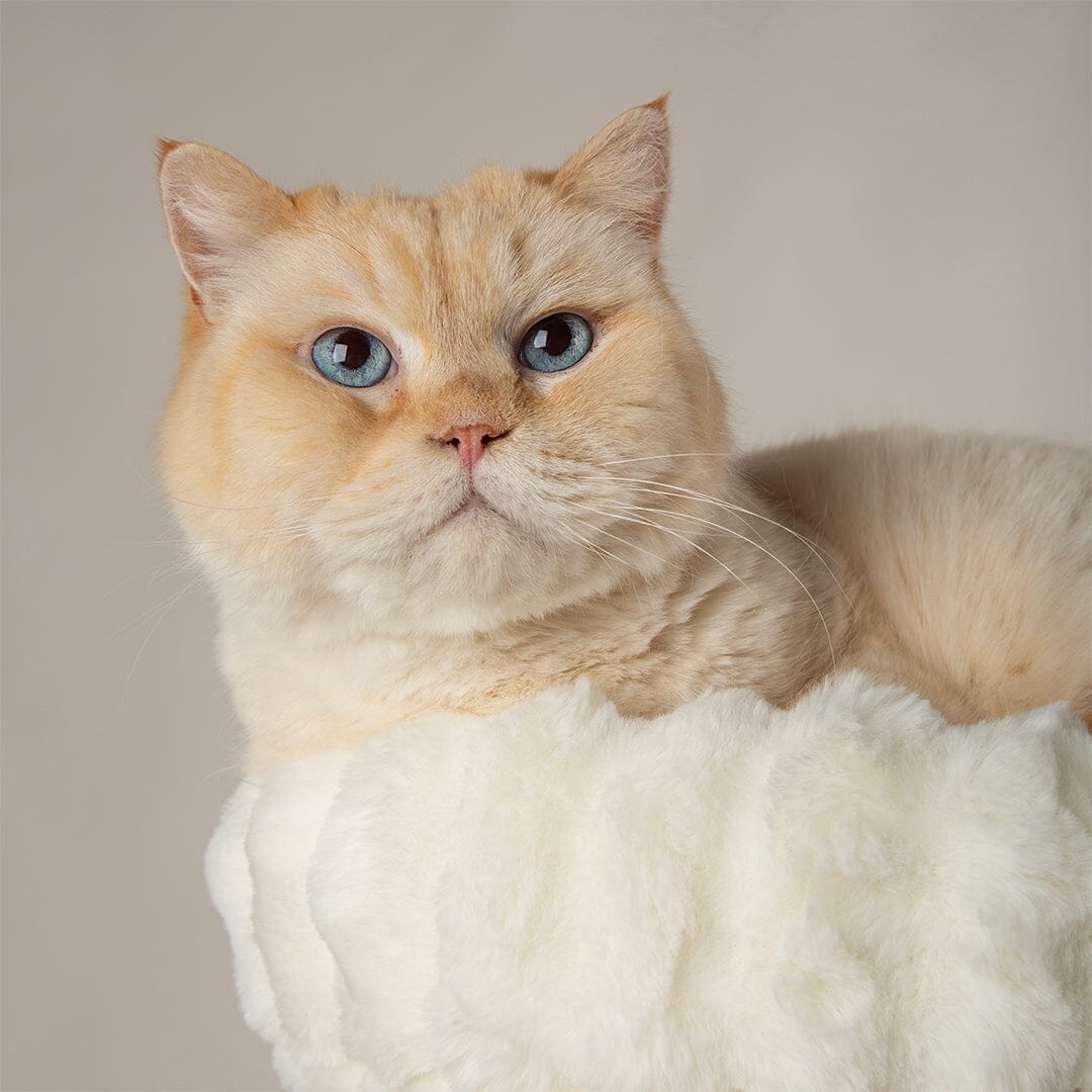 Scruffs Alpine Atlas Cat Tree - Cream