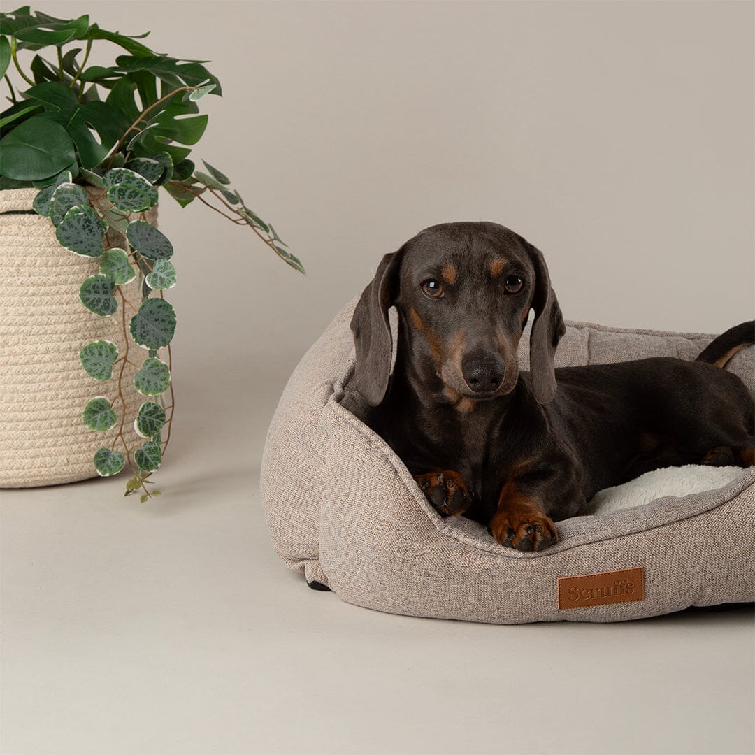 Scruffs Harmony Box Dog Bed - Tan