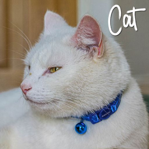 Reflective Safety Cat Collar