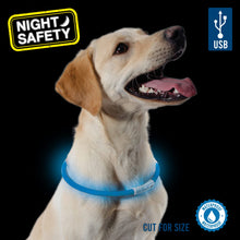 Ancol USB Rechargeable Flashing Dog Collar - Blue - Adjustable up to 70cm