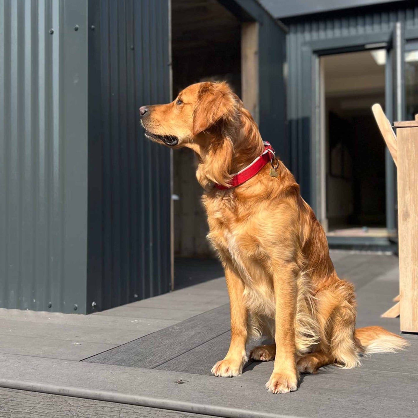 Ancol Viva Padded Dog Collar - Red