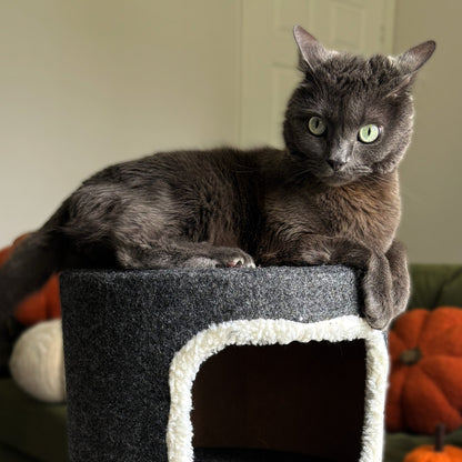 Purrshire Felt Cat Stool House - 53cm