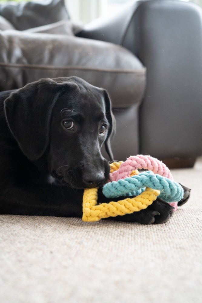 Little Petface Dog Toy - Rope Hearts