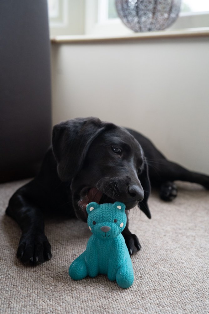 Little Petface Dog Toy - Ted The Latex Bear