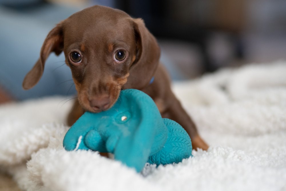 Little Petface Dog Toy - Ted The Latex Bear