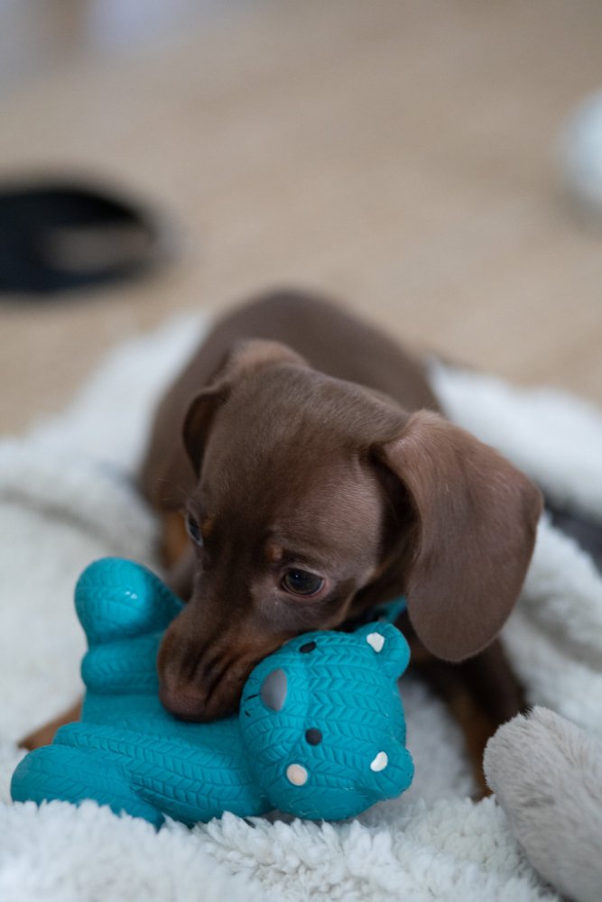 Little Petface Dog Toy - Ted The Latex Bear