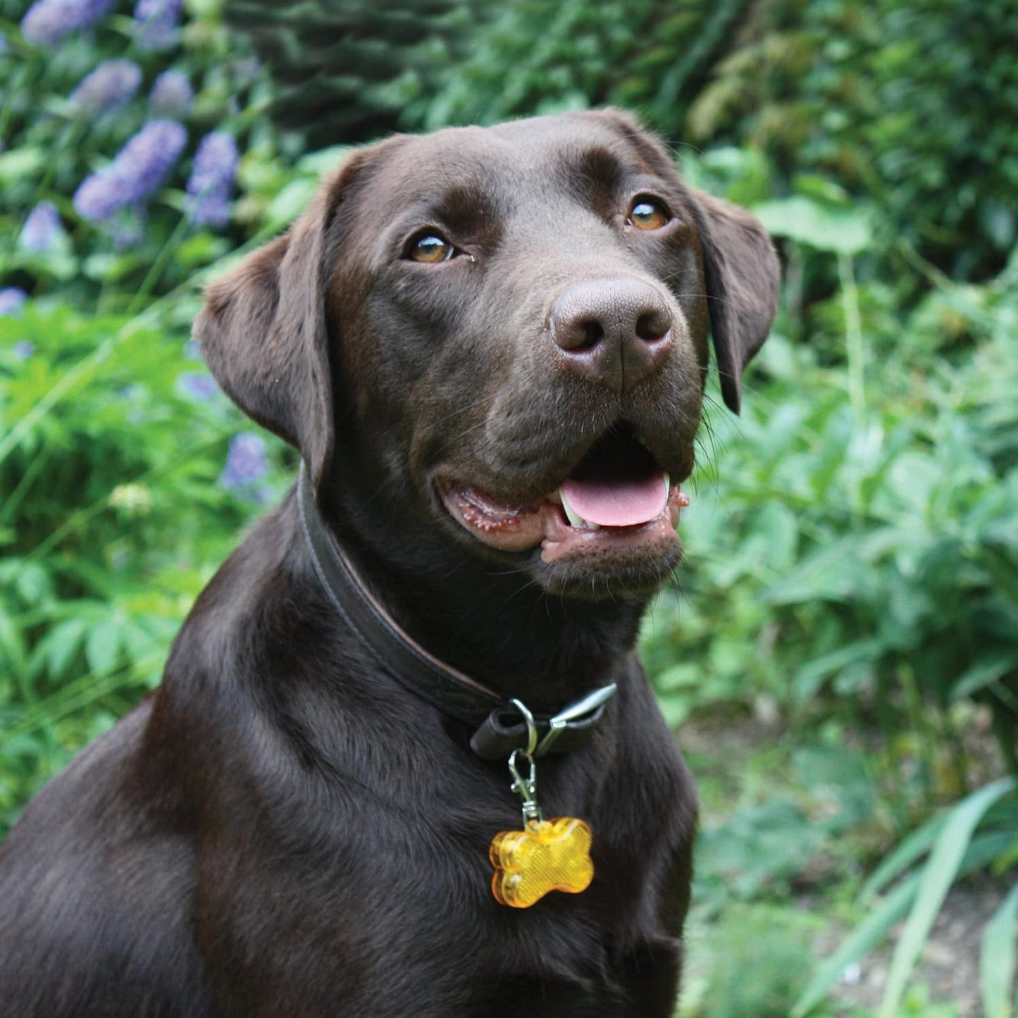 Rosewood Bone Shaped Collar Light