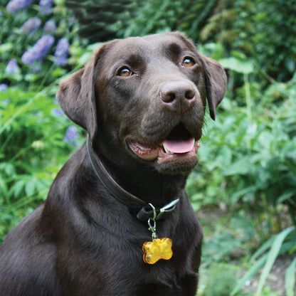 Rosewood Bone Shaped Collar Light
