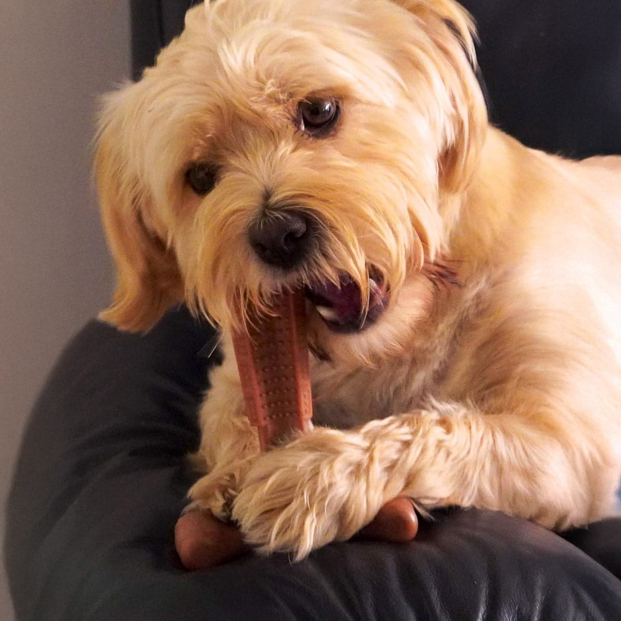 Bamboodles T-Bone Dog Chew - Chicken - Small