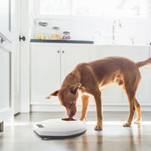 5 Meal Automatic Pet Feeder by Petplanet