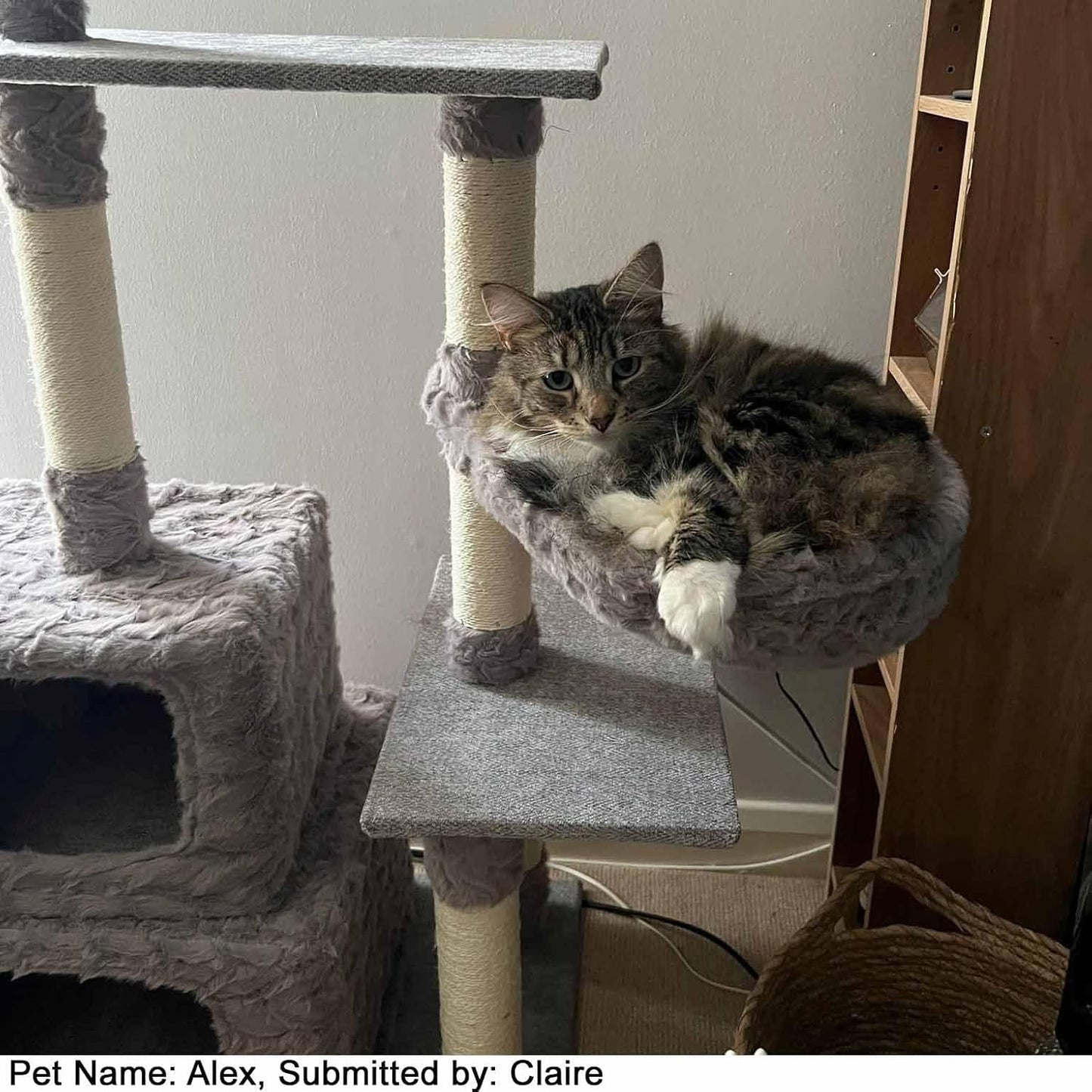 Purrshire Cosy Cat Activity Centre