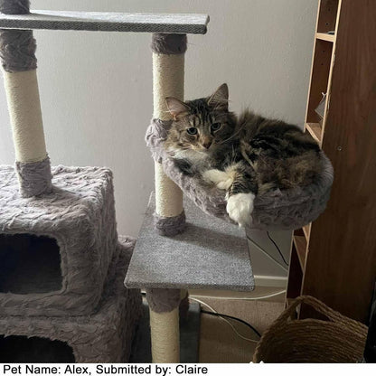 Purrshire Cosy Cat Activity Centre