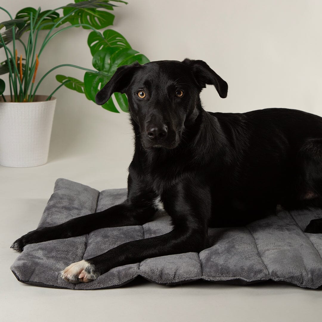Scruffs Expedition Water Resistant Roll Up Travel Pet Bed - Khaki Green