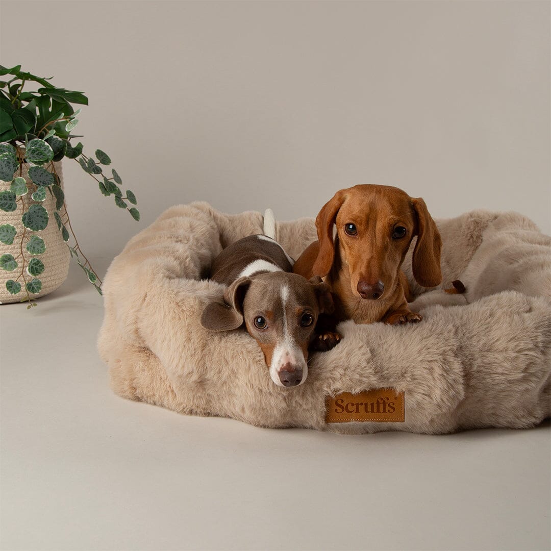 Scruffs Alpine Box Dog Bed - Champagne