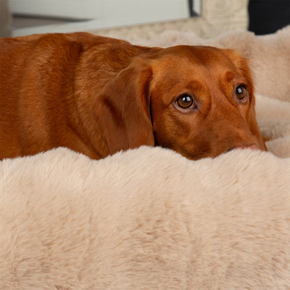 Scruffs Alpine Box Dog Bed - Champagne