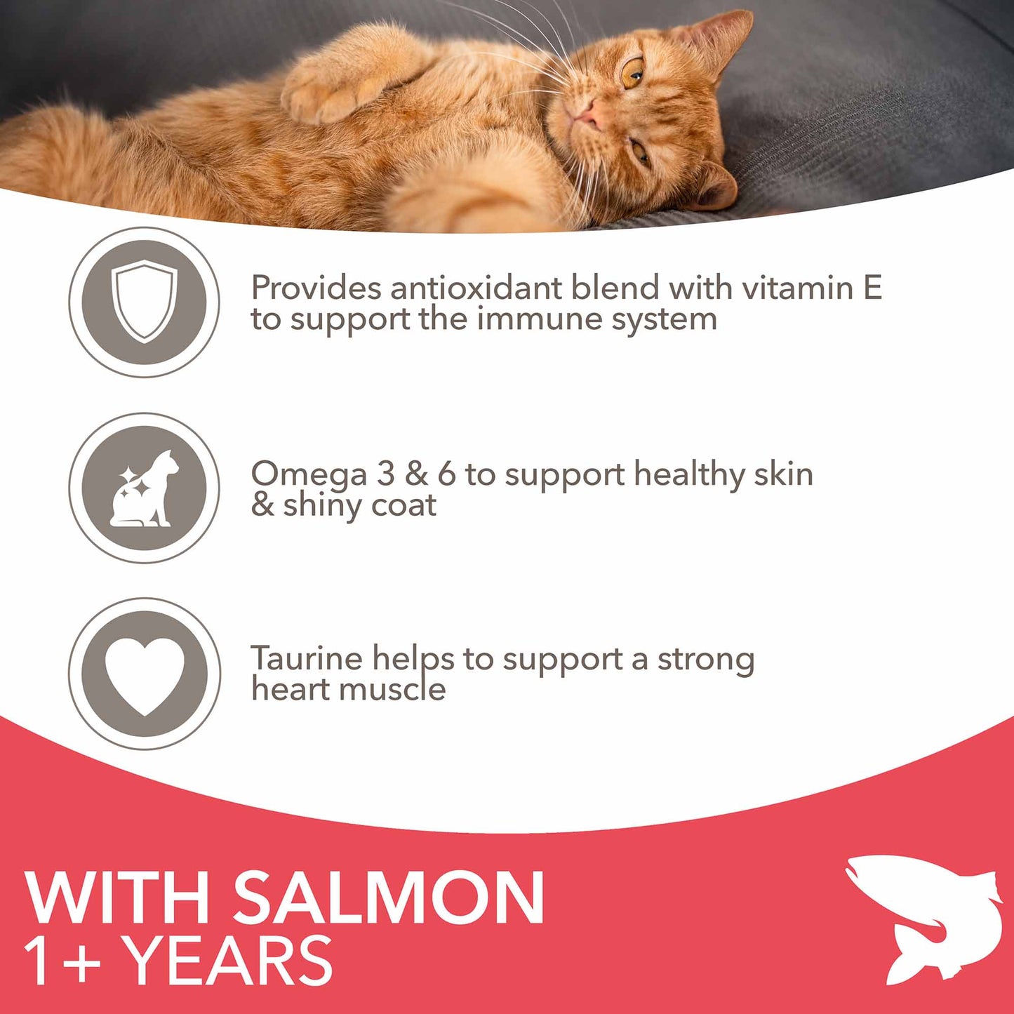 IAMS Adult Dry Cat Food - Salmon