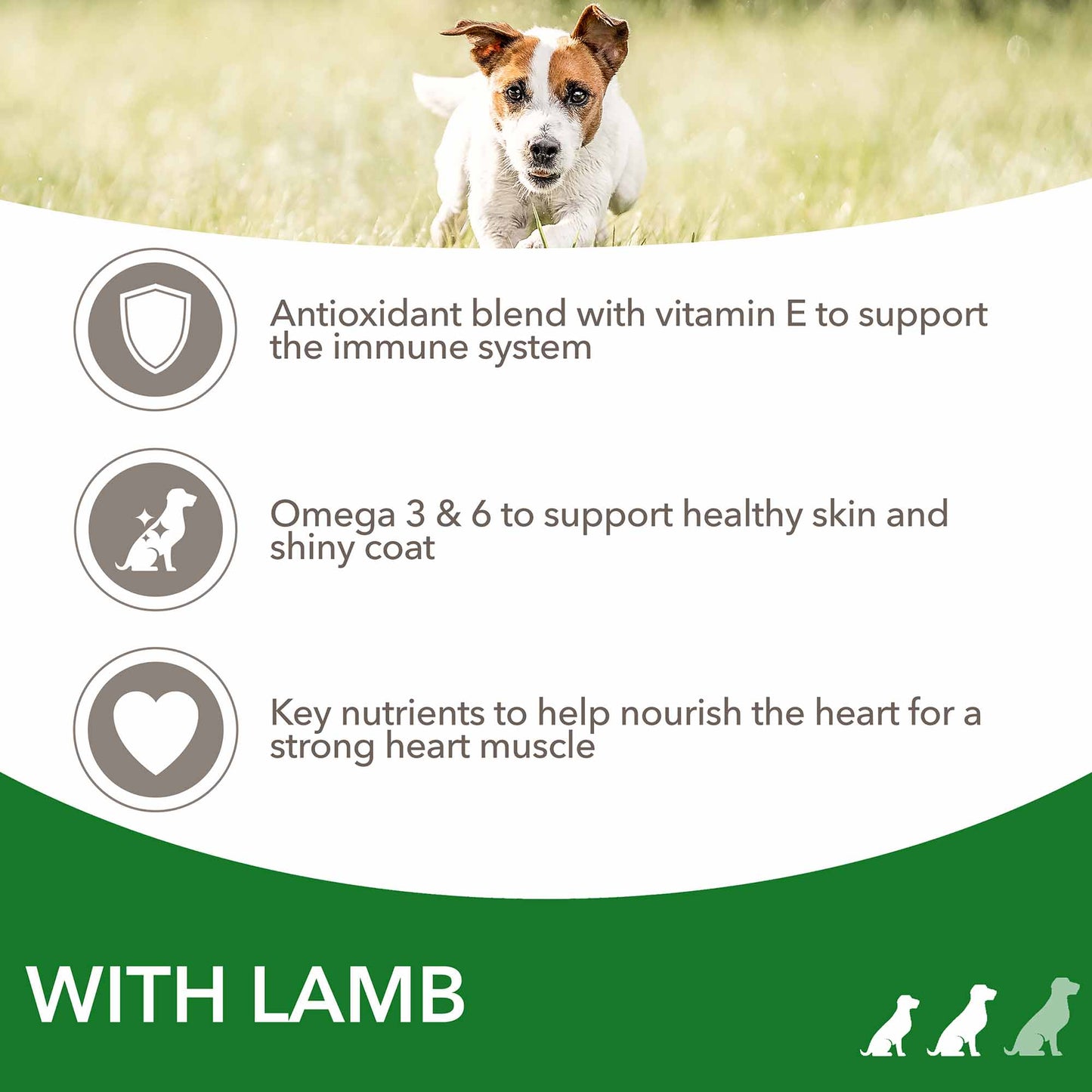 IAMS Small & Medium Breed Adult Dry Dog Food - Lamb