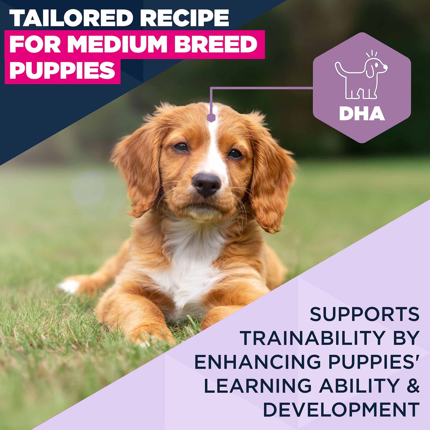 Eukanuba Medium Breed Puppy Food - Chicken