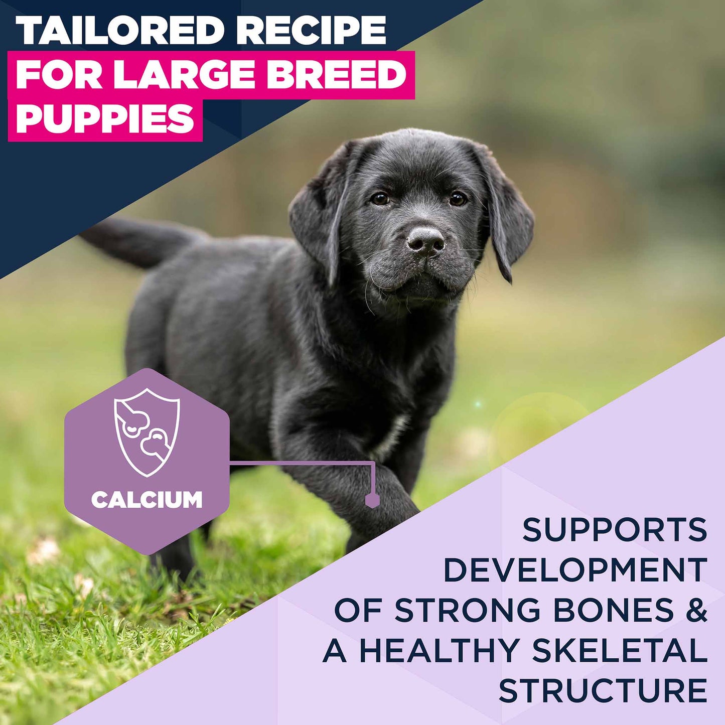 Eukanuba Large Breed Puppy Food - Chicken