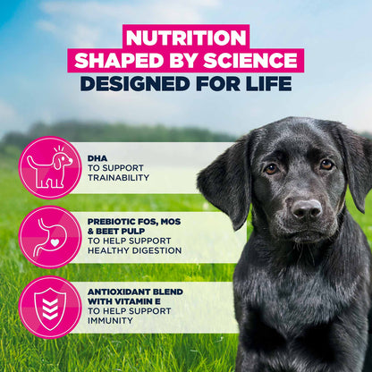 Eukanuba Large Breed Puppy Food - Chicken