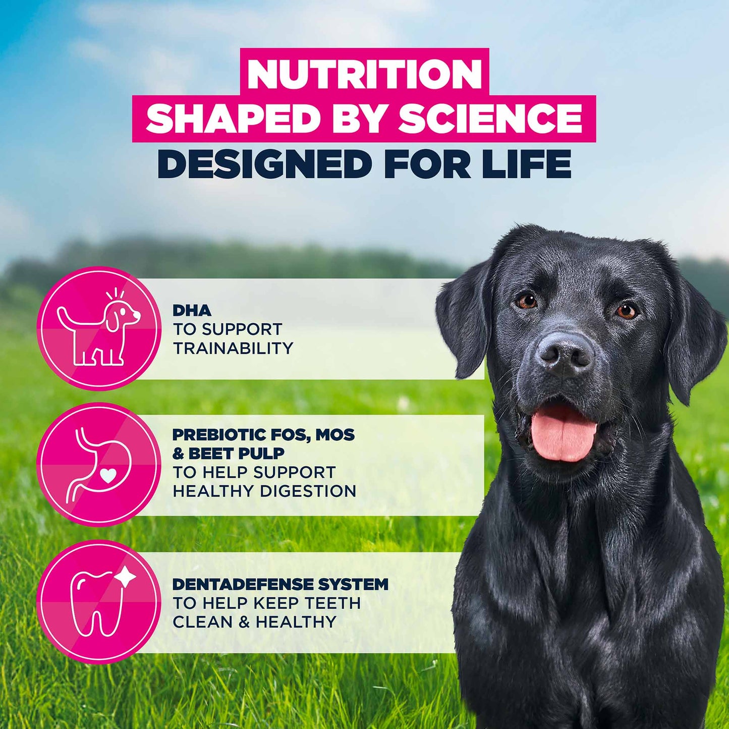Eukanuba Large Breed Junior Dry Dog Food - Chicken