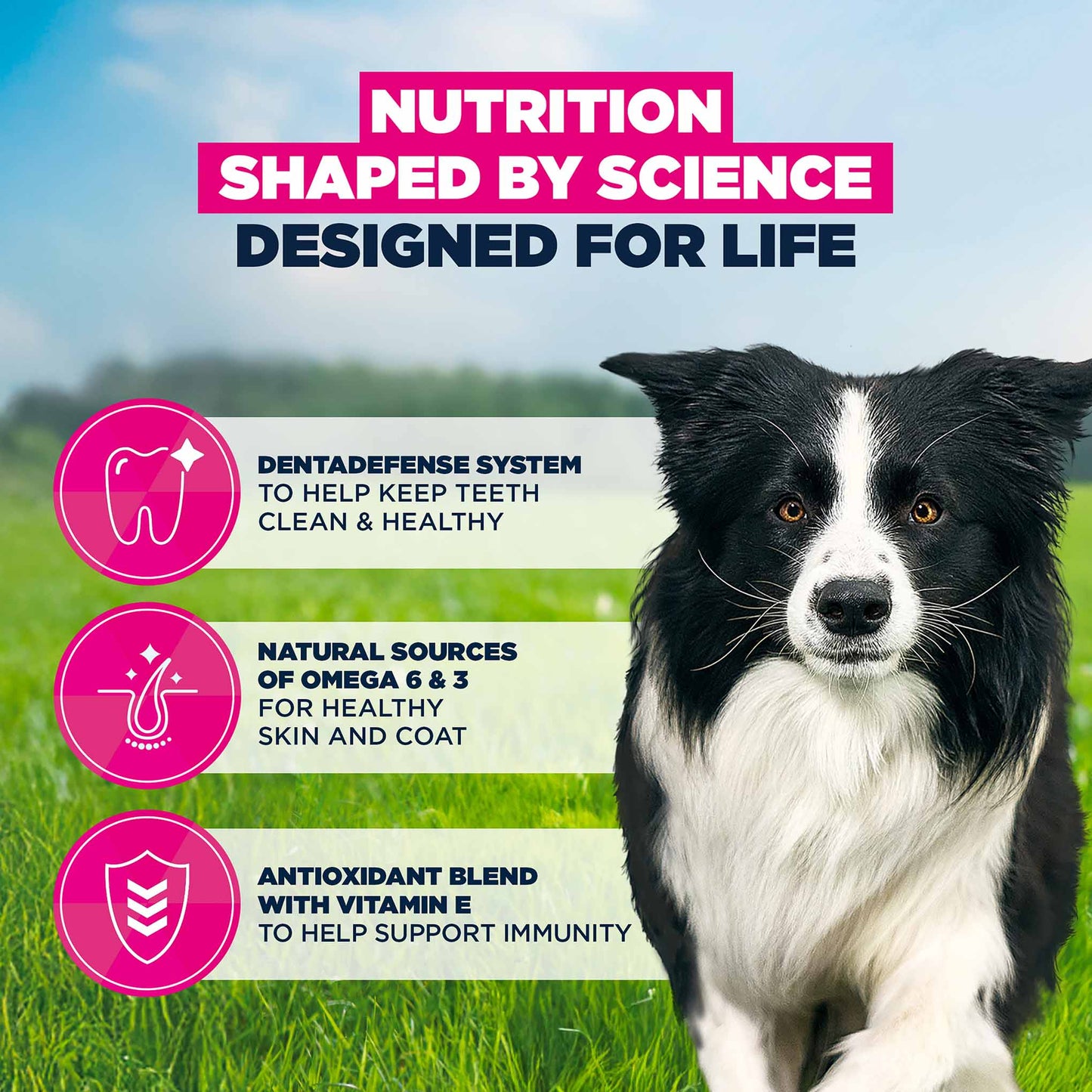 Eukanuba Medium Breed Adult Dry Dog - Chicken