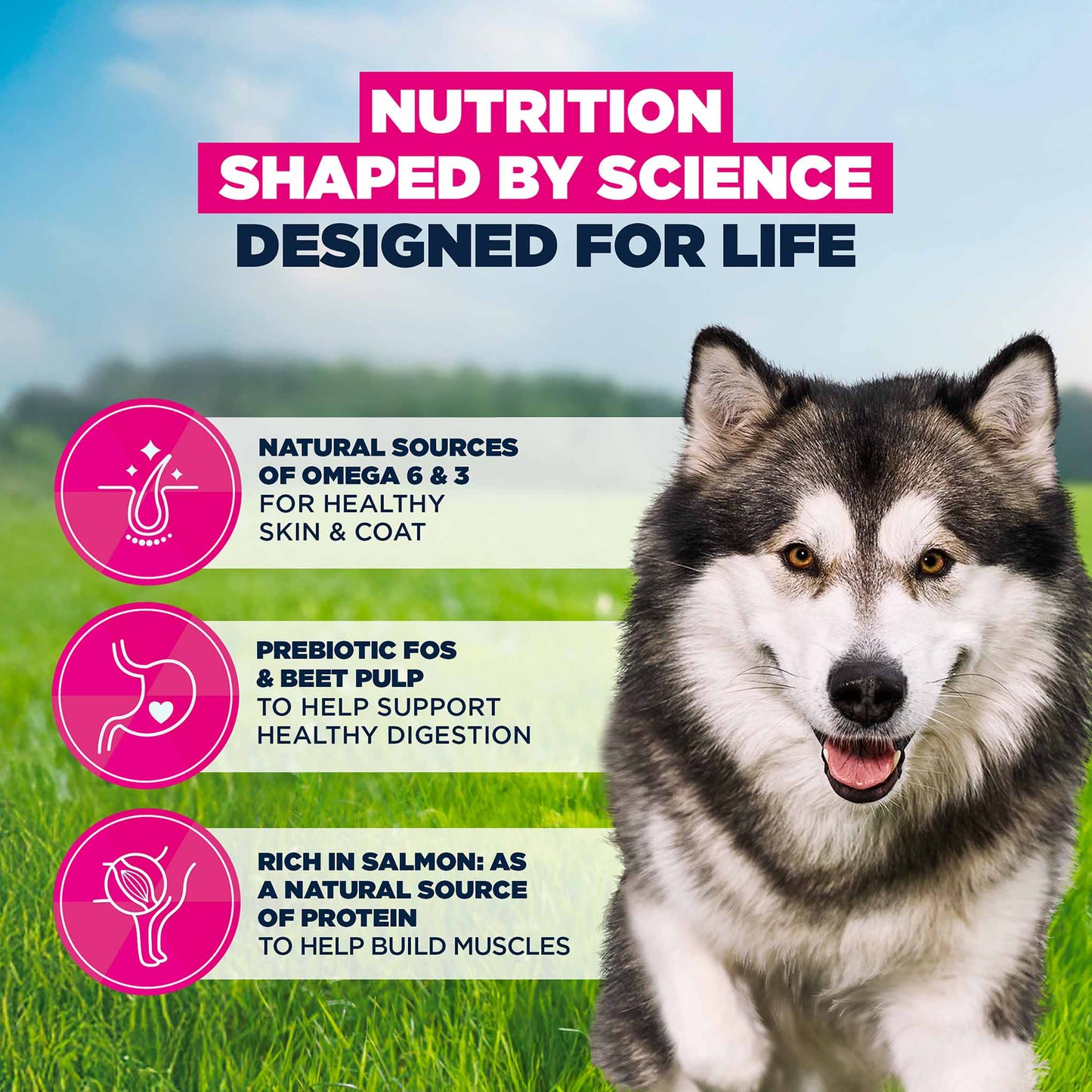 Eukanuba Large Breed Adult Dry Dog Food - Salmon & Barley