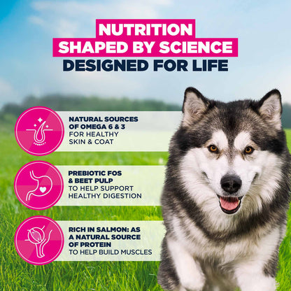 Eukanuba Large Breed Adult Dry Dog Food - Salmon & Barley