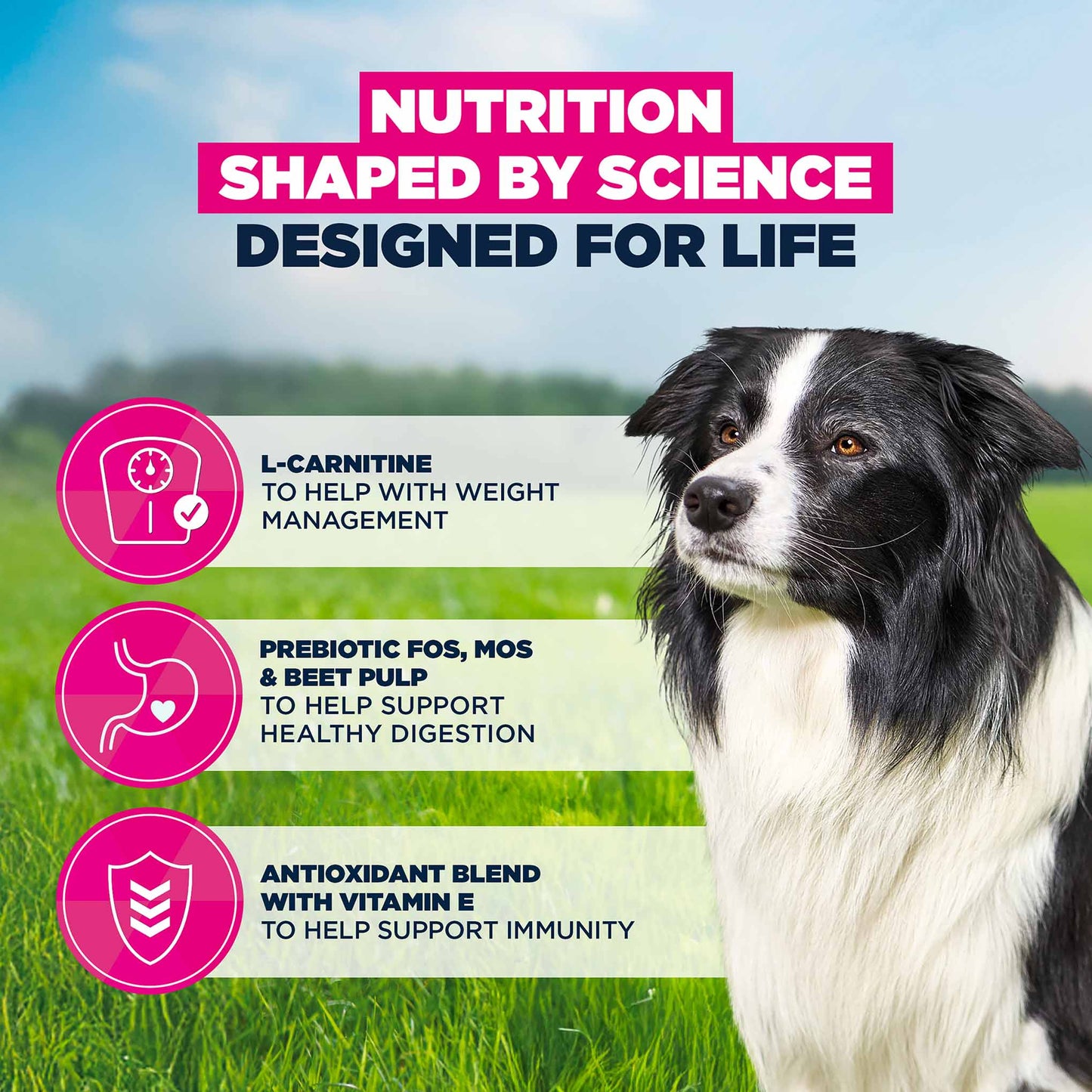 Eukanuba Medium Breed Senior Dry Dog Food - Chicken