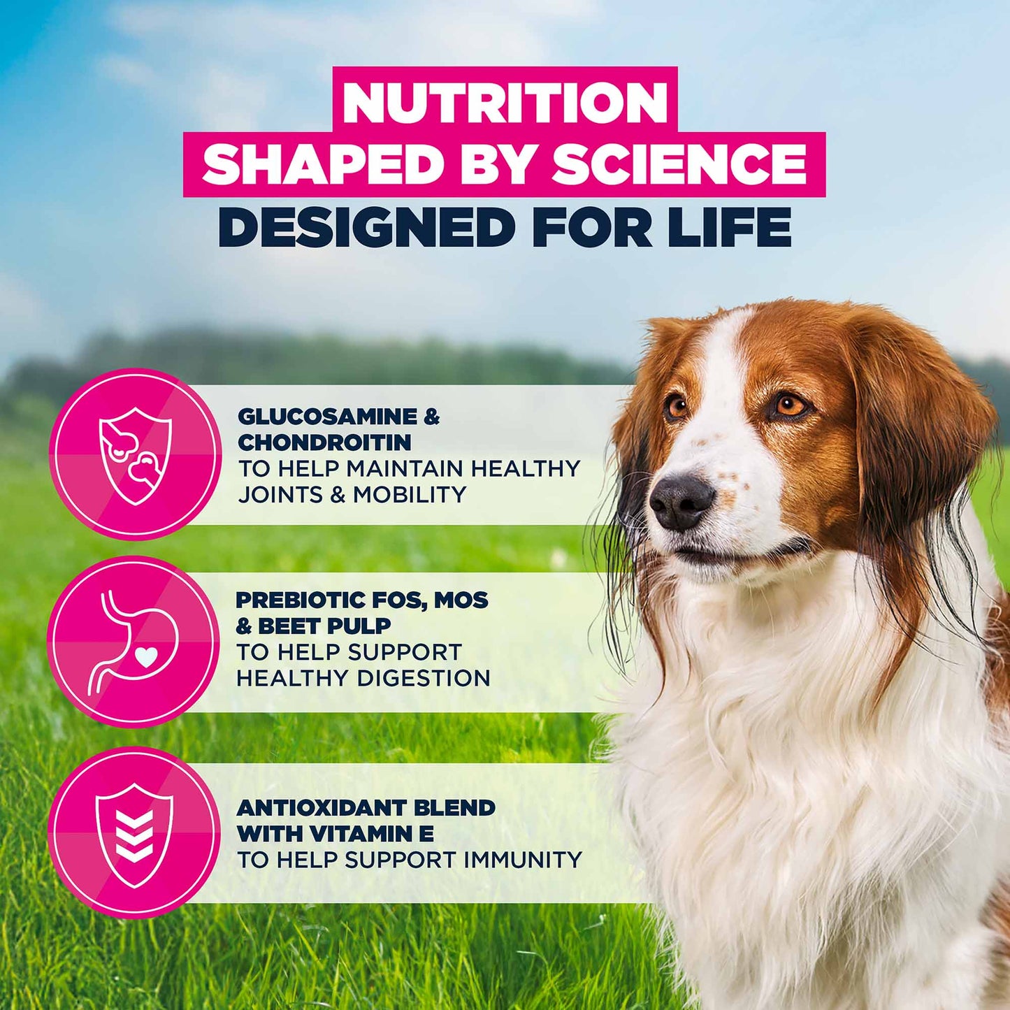 Eukanuba Small/Medium Breed Senior Dry Dog Food - Lamb & Rice