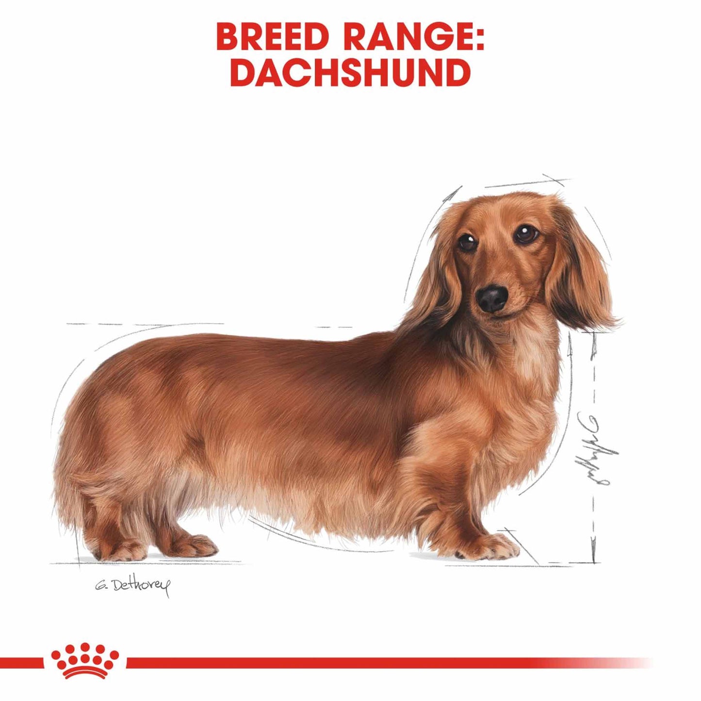 Royal Canin Breed Health Nutrition Dachshund Adult Wet Dog Food - 12x85g Pouches