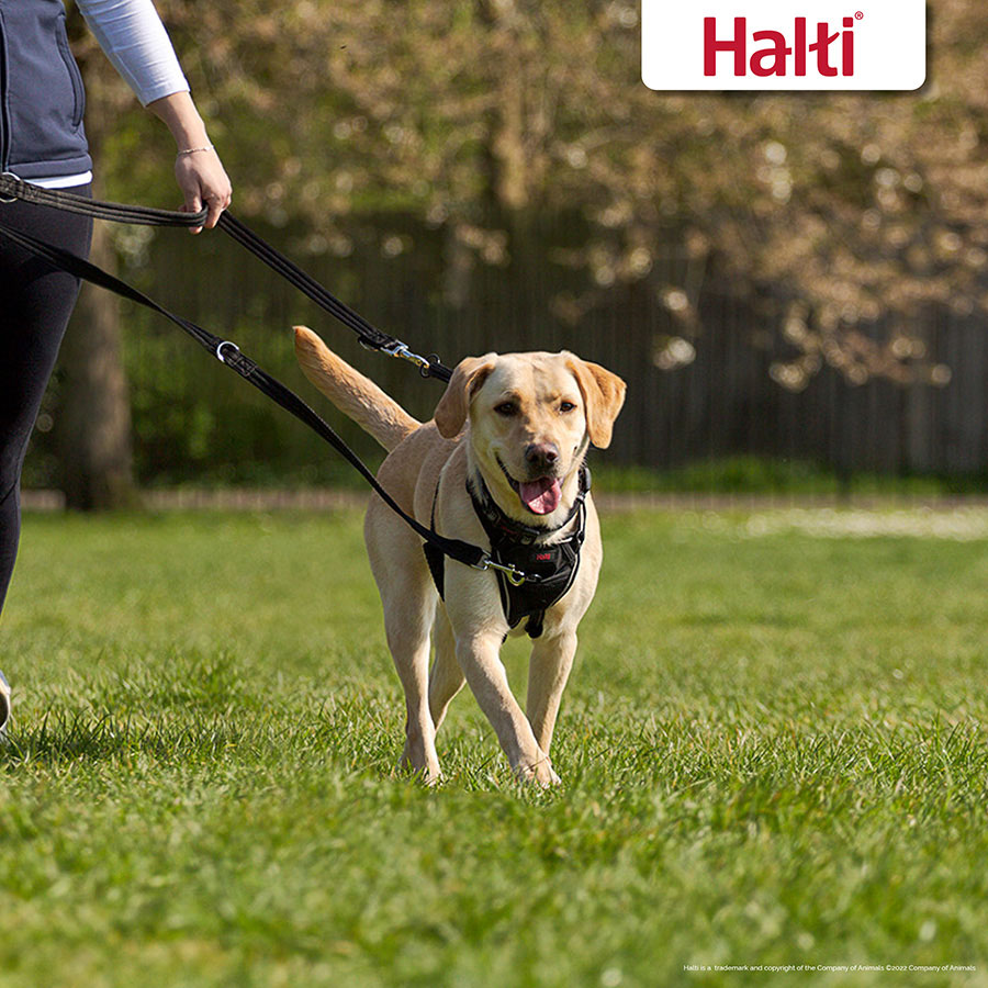 Halti Training Lead - Red