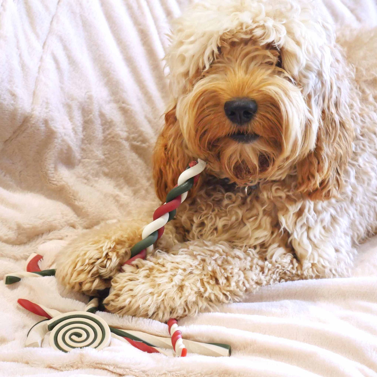 Rosewood Cupid & Comet Rawhide Free Gift Bag for Dogs