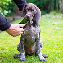 Fetch Tag - Smart Pet Tag