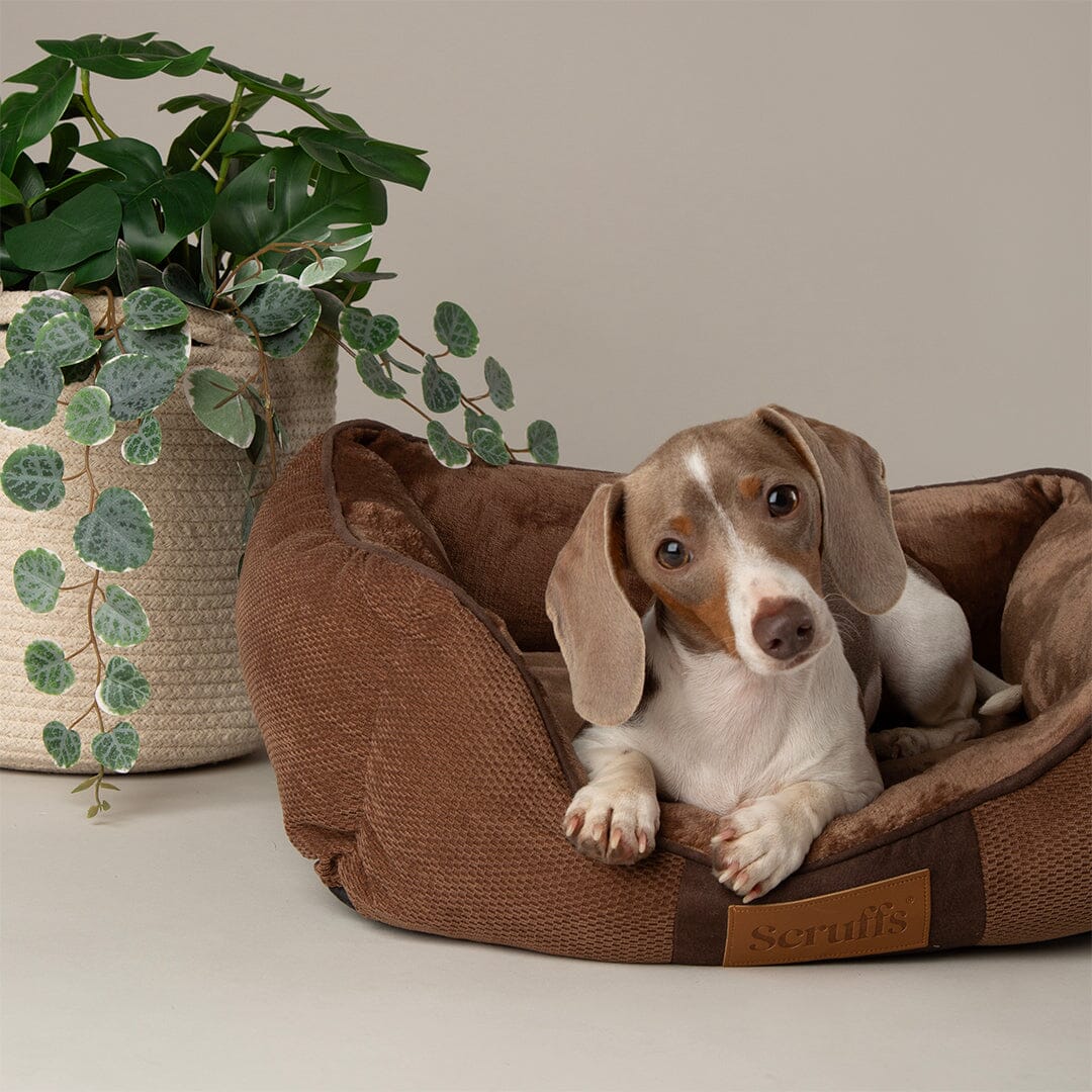 Scruffs Chester Box Dog Bed - Chocolate Brown