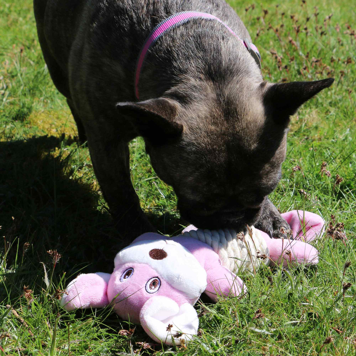 Made From Recycled Material Soft Dog Toy - Rope Bellies