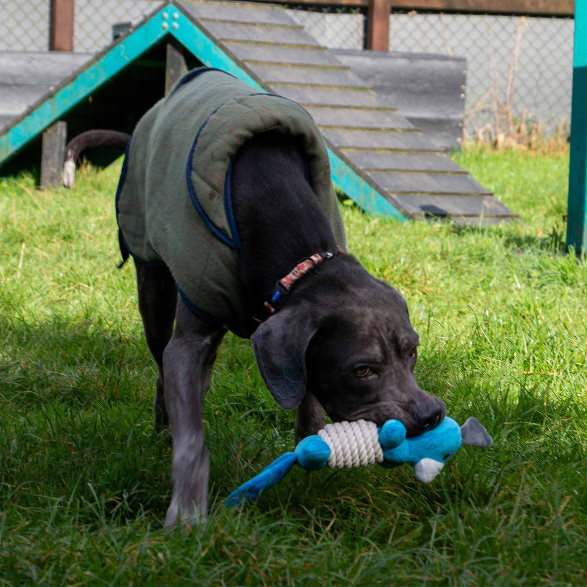 Made From Recycled Material Soft Dog Toy - Rope Bellies