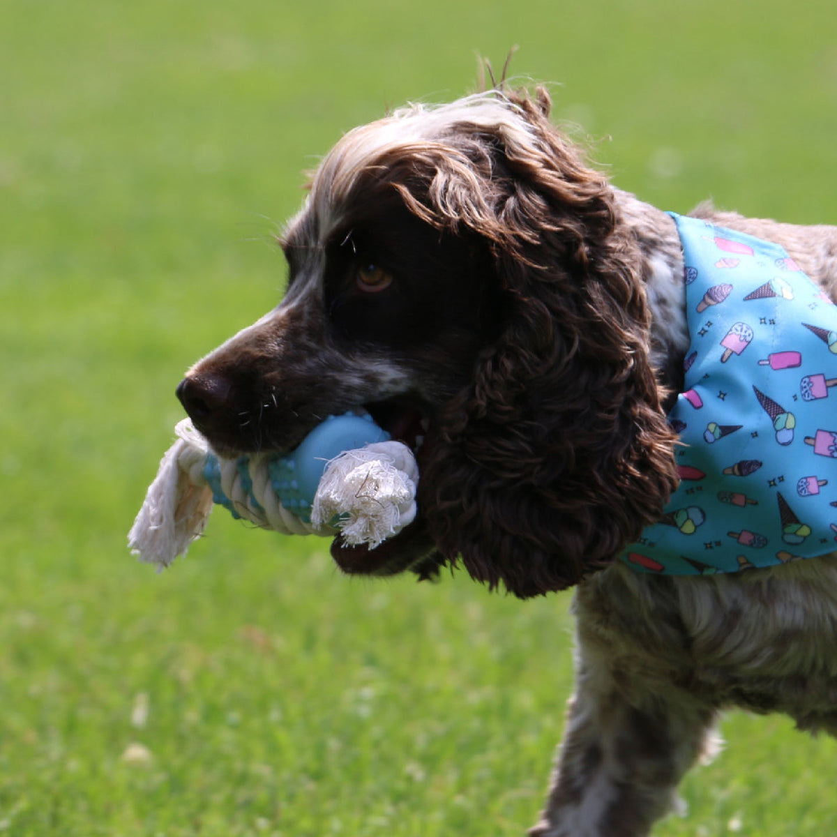 Made From Rice Tugger Dog Toy