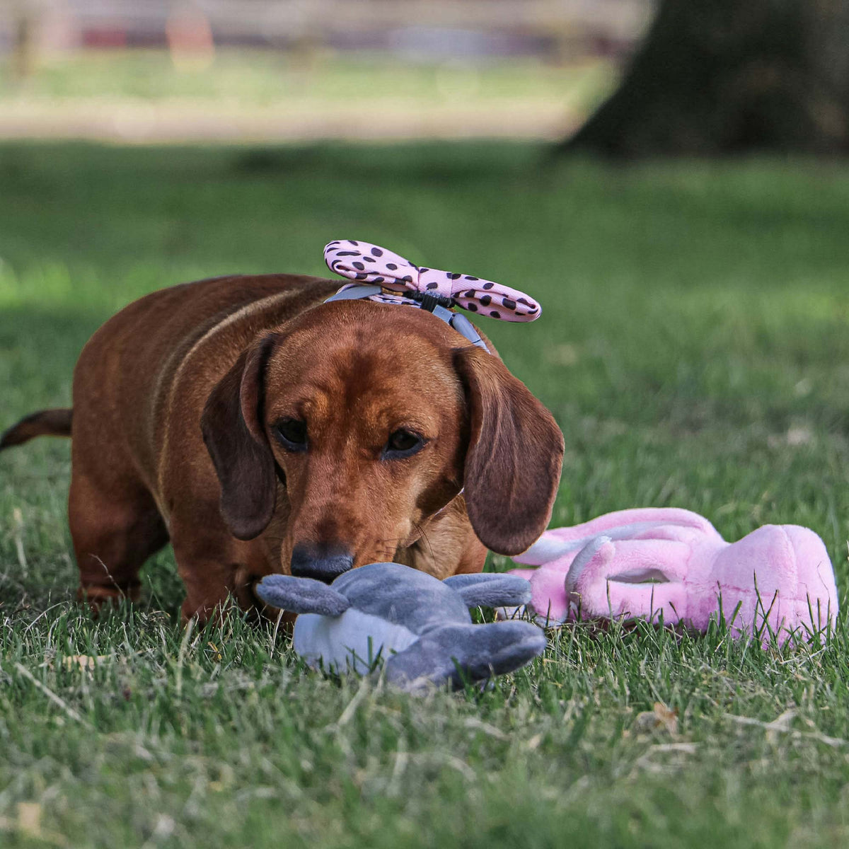 Made From Recycled Material Soft Dog Toy - Mini Shark, Octopus & Oshi