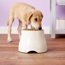 Dogit Elevated Dog Bowl - Cream - Large 900ml