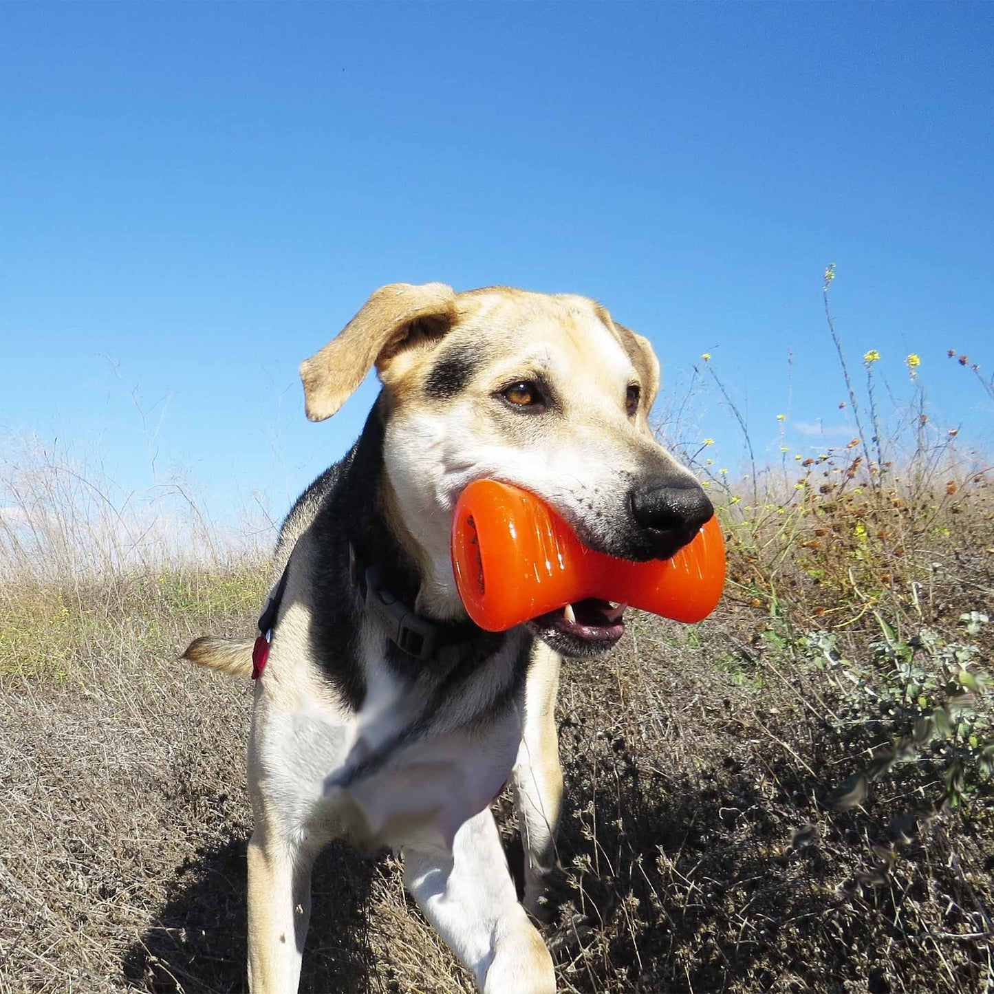BIONIC Bone Dog Toy - Large - 15cm