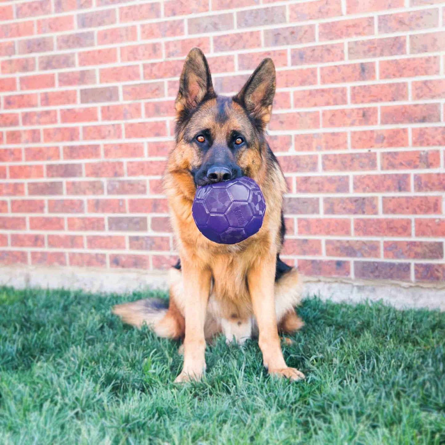 KONG Flexball Dog Toy - Medium/Large