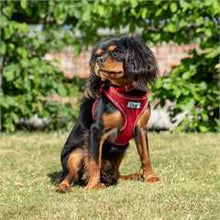 Ancol Viva Comfort Mesh Dog Harness - Red - XSmall 28-40cm