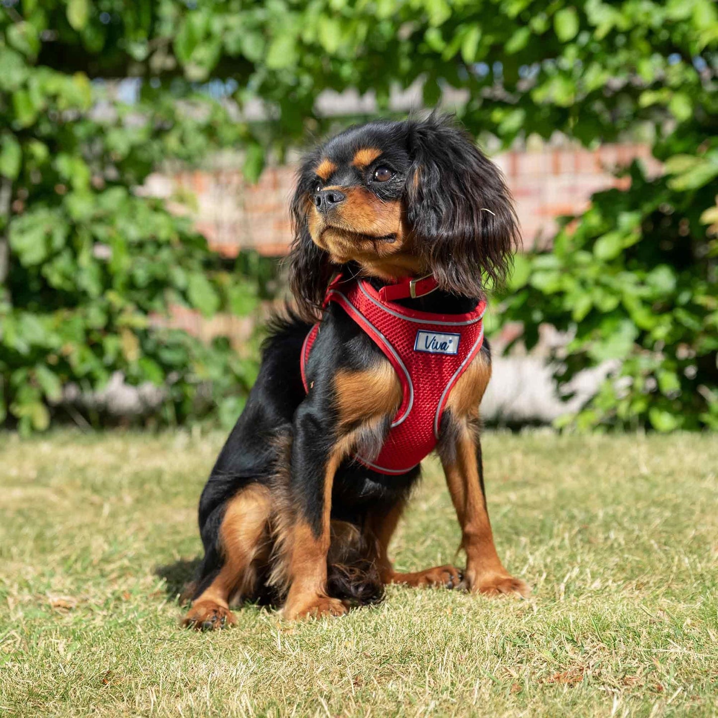Ancol Viva Comfort Mesh Dog Harness - Red - Small 34-45cm