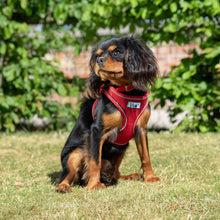 Ancol Viva Comfort Mesh Dog Harness - Red - Small 34-45cm